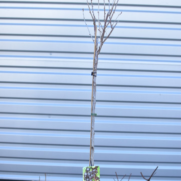 Ribes nigrum ´ Titania ´ stromčeková Clt.2
