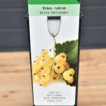 Ribes rubrum ´ Whitte Hollander ´ Clt.2 30-40 cm