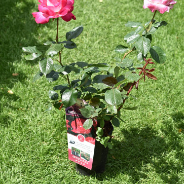 Rosa ´ Rose Gaujard ´  Clt.3