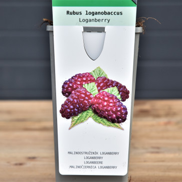 Rubus loganobaccus ´ Loganberry ´ Clt.2 30-40 cm