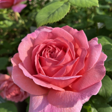 Rosa ´ Princess Alexandra of Kent ´ David Austin®  Clt.3