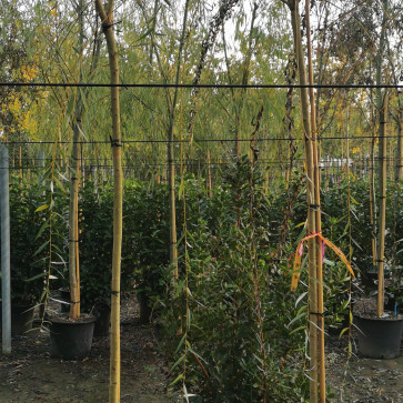 Salix babylonica ´ Aurea ´ Clt.25
