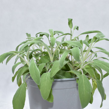 Salvia officinalis P18
