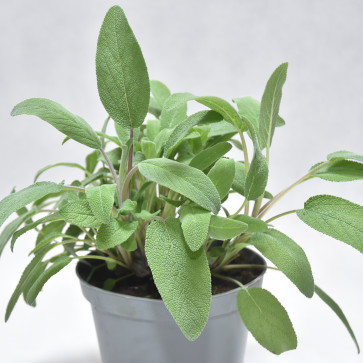Salvia officinalis P14