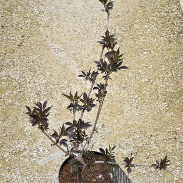 Sambucus nigra ´ Black Beauty ´ Clt.3
