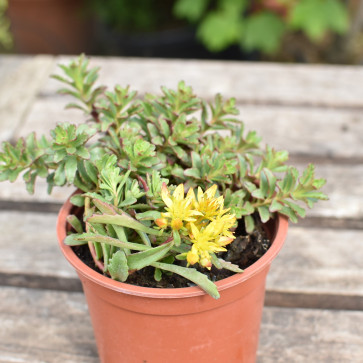 Sedum floriferum ´ Weihenstephaner Gold ´ K10,5