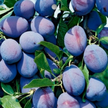 Prunus domestica ´ Stanley ´ podp. Myrobalán Clt.10