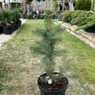 Picea pungens glauca´ Super Blue ´ Clt.2