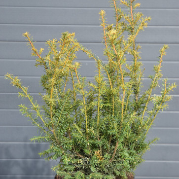 Taxus baccata ´ Elegantissima ´ Clt.10 40-50 cm