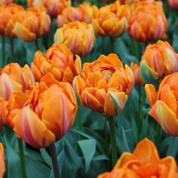 cibuľoviny - Tulip ´ Orange Princess ´