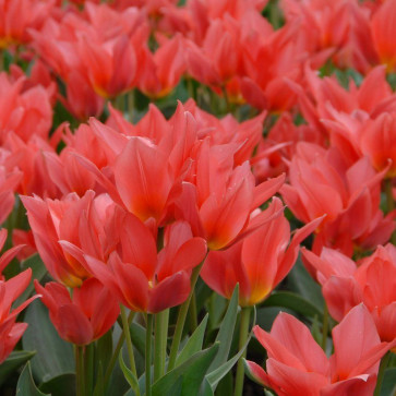 cibuľoviny - Tulip ´ Toronto ´