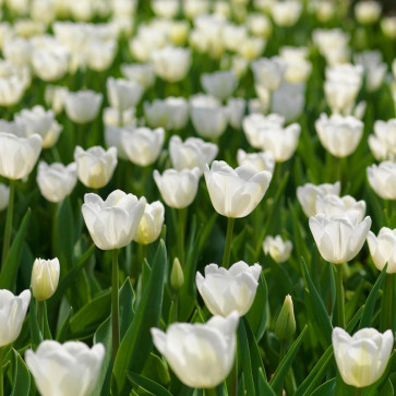 cibuľoviny - Tulip ´ White Dream ´