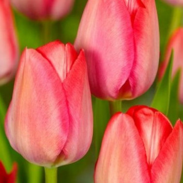 cibuľoviny - Tulip ´ Van Eijk ´
