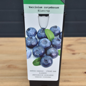 Vaccinium corymbosum ´ Bluecrop ´ Clt.2 30-40 cm