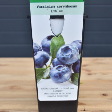 Vaccinium corymbosum ´ Emblue´ Clt.2 30-40 cm