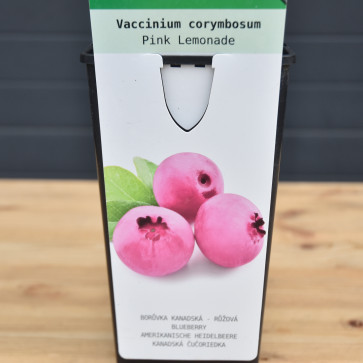 Vaccinium corymbosum ´ Pink Lemonade ´ Clt.2 30-40 cm