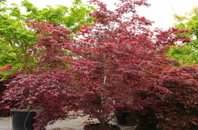 Acer palmatum ´ Bloodgood ´ Clt.18