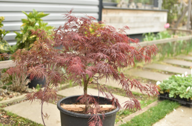 Acer palmatum ´ Crimson queen ´ Clt. 30