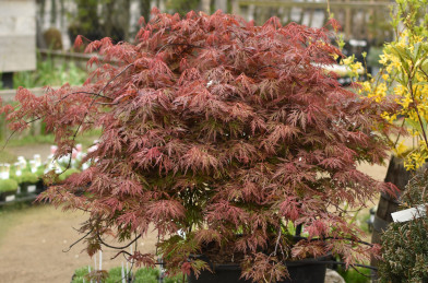 Acer palmatum ´ Orangeola ´ Clt.30