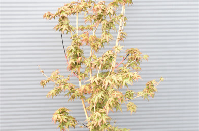 Acer palmatum ´ Bi-Hoo ´ Clt.15