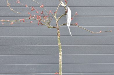 Acer palmatum ´ Dissectum Inaba Shidare ´ Clt.15