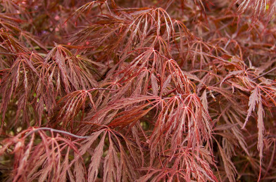 Acer palmatum ´ Dissectum Stella Rossa ´ Clt.18 1/4  Štandard
