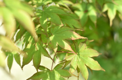 Acer Palmatum ´ Osakazuki ´ Clt.30l 190 - 220 cm