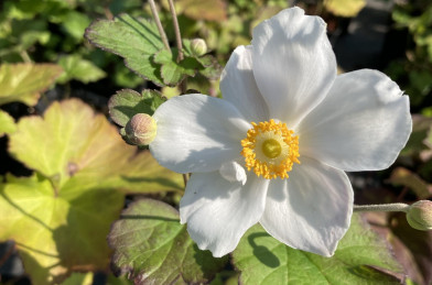 Anemone hyb. ´ Coupe d'Argent ´ K9