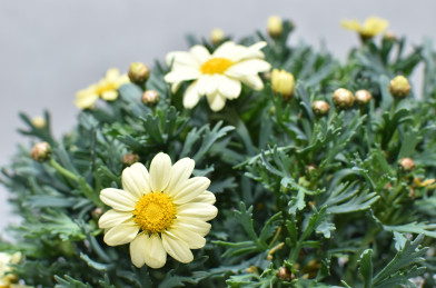 Argyranthemum frutescens žltá P14