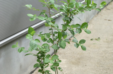 Aronia prunifolia ´ Viking ´ Clt.7,5 40-60 cm