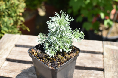 Artemisia schmidtiana  ' Nana' K9