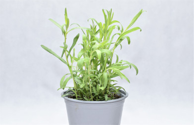 Artemisia dracunculus P14