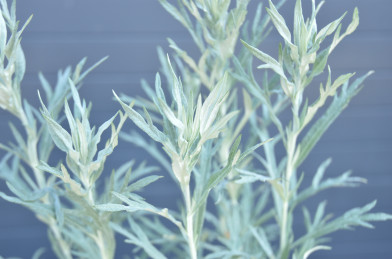 Artemisia ludoviciana ´ Silver Queen ´ K11