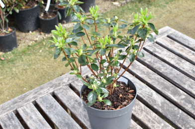 Azalea japonica ´ Babuschka ´ Clt.2 20-40 cm