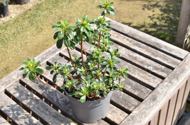 Azalea japonica ´ Hisako´ Clt.2 20-40 cm