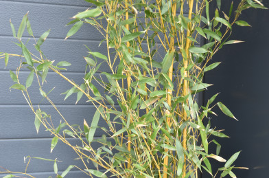 Bambusa /Phyllostachys/ Aureosulcata ´ Aureocaulis ´ Clt. 10