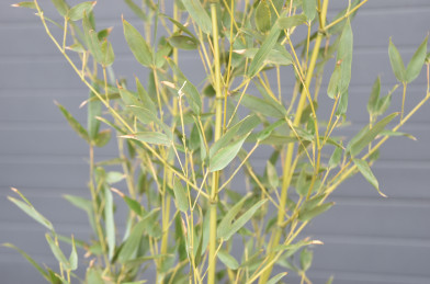 Bambusa /Phyllostachys/ ´ Aurea ´ Clt.15