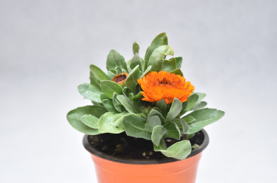Calendula officinalis oranžová  P14