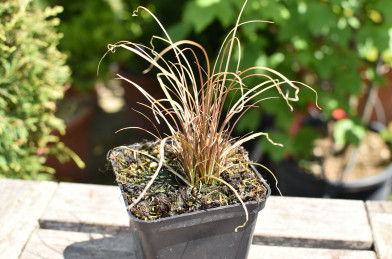 Carex comans ´ Bronco ´ K9