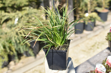 Carex morrowii ´ Variegata ´ K11