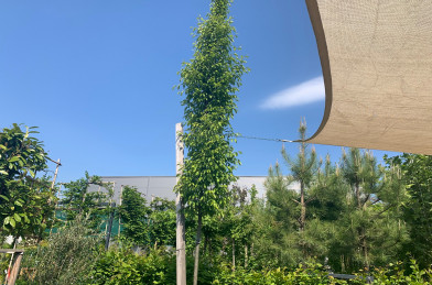 Carpinus betulus ´ Pyramidalis ´ Clt.35 16/18 cm Štandard