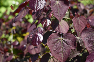 Cercis canadensis ´ Forest Pansy ´ Clt.35