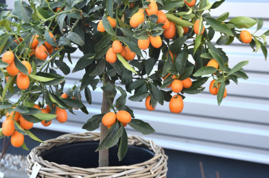 Citrus Fortunella japonica LV5 (  Kumkvat  )