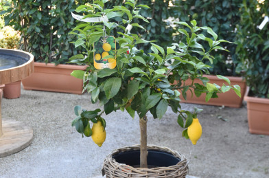 Citrus limonum ( Limone ) Clt.7