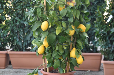 Citrus limonum ( Limone ) LV12 Cicrle