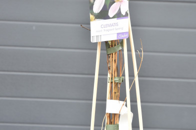 Clematis ´ Fragrant Spring ´ Clt.2,5 40-60cm