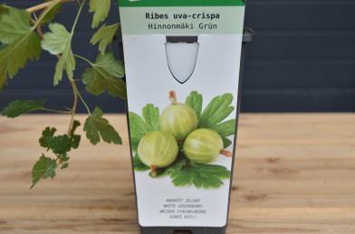 Ribes uva-crispa ´ Hinnonmäki Grün ´ Clt.2 30-40 cm