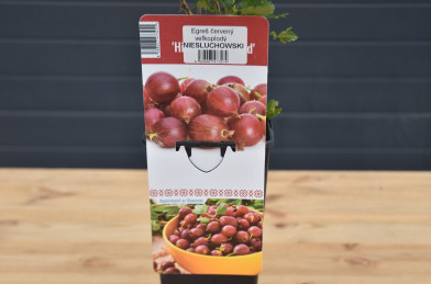 Ribes uva-crispa ´ Niesluchowski ´