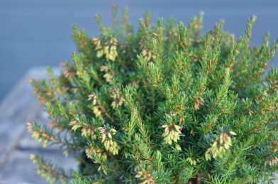 Erica carnea ´ Rubinfeuer ´ Clt.1,5 10-20 cm