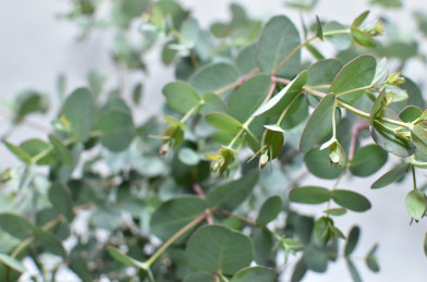 Eucalyptus gunnii P18